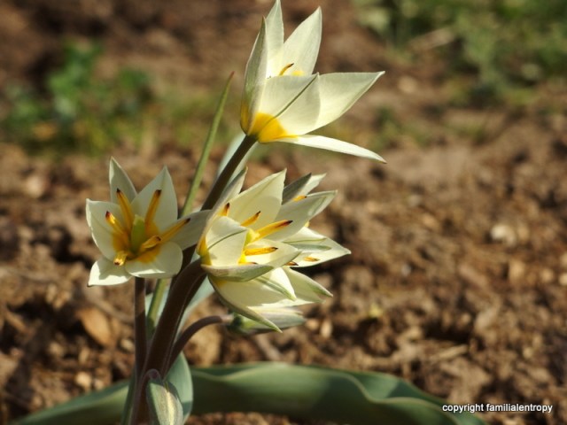 Wild tulips
